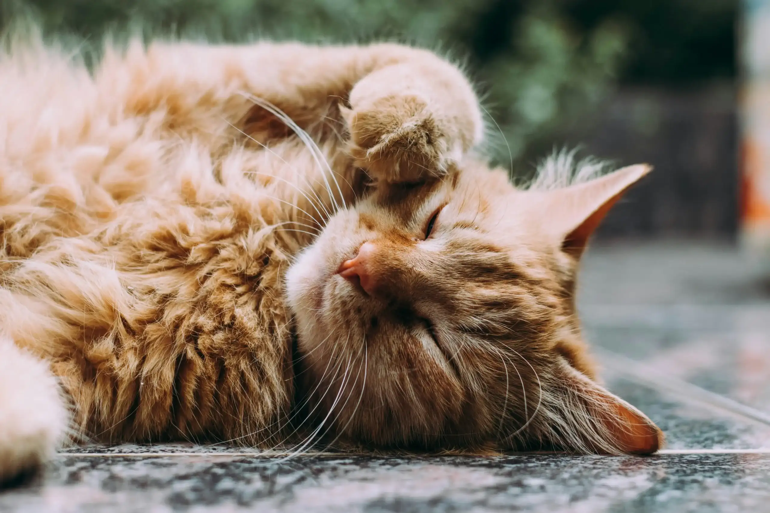 Animals